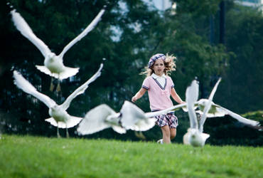 Chasing Gulls