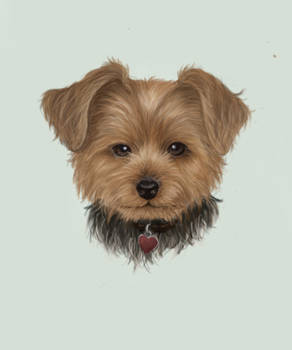 Benji the yorkie