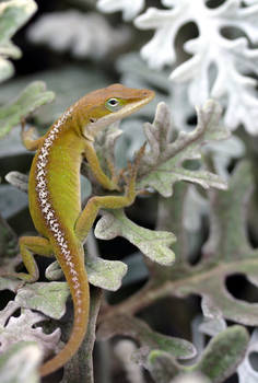 Backyard Visitor