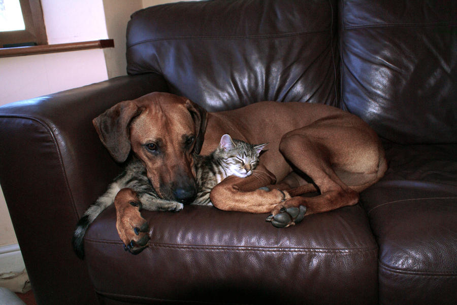 Rhodesian Ridgeback And Cat By Crow Fallen On Deviantart Rhodesian Ridgeback And Cat By Crow Fallen On Deviantart