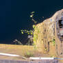 nature finds its way on a quay wall