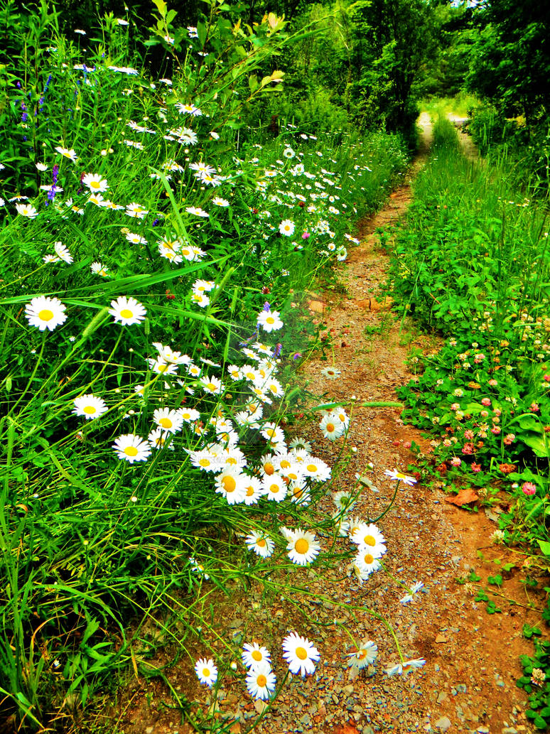 daisy path by Lukcas-Linkroach on DeviantArt