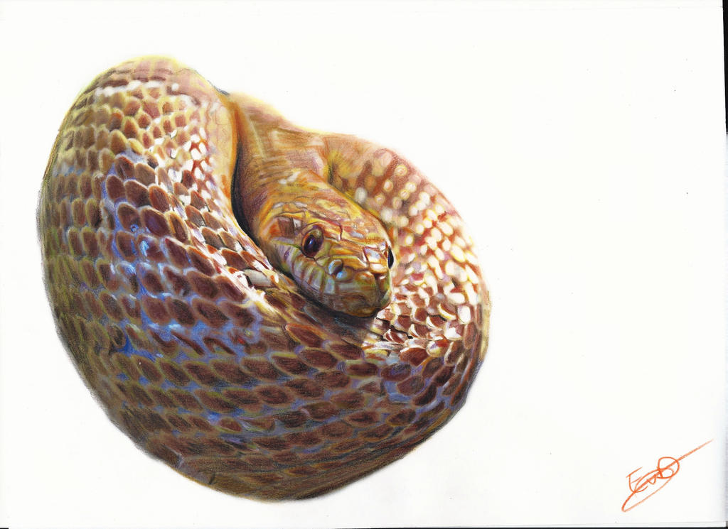 Scan Raster Snake Scan Snake by EvitavD on DeviantArt
