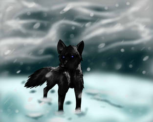 black wolf