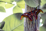 Atlas Moth Resting On Tree