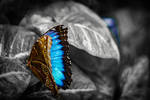 Blue Morpho Butterfly Black and White by cjdaydreamsphoto