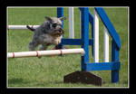 Agility - Miniature Schnauzer by IJuneI