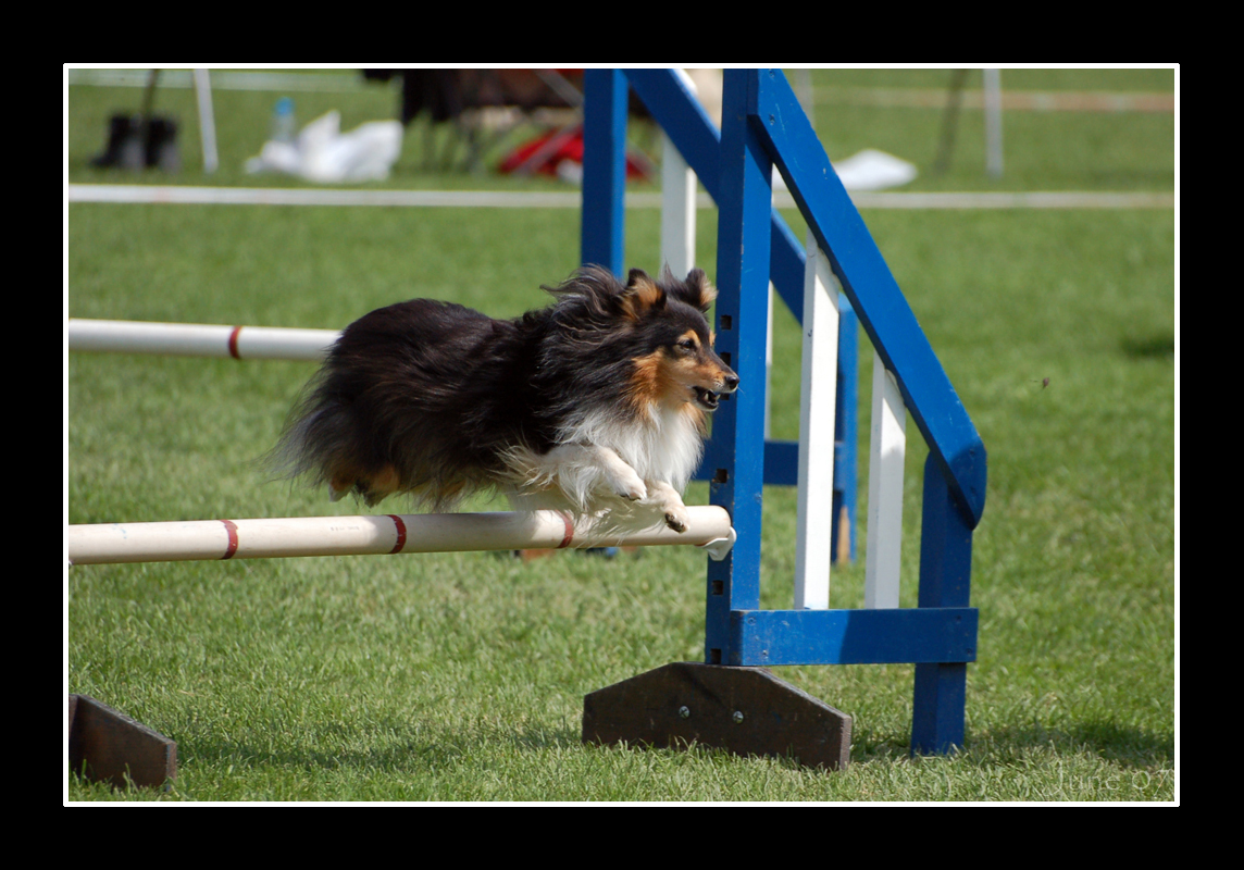 Agility - Shetland Sheepdog 2