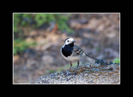 White Wagtail