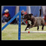 Agility - Staffie