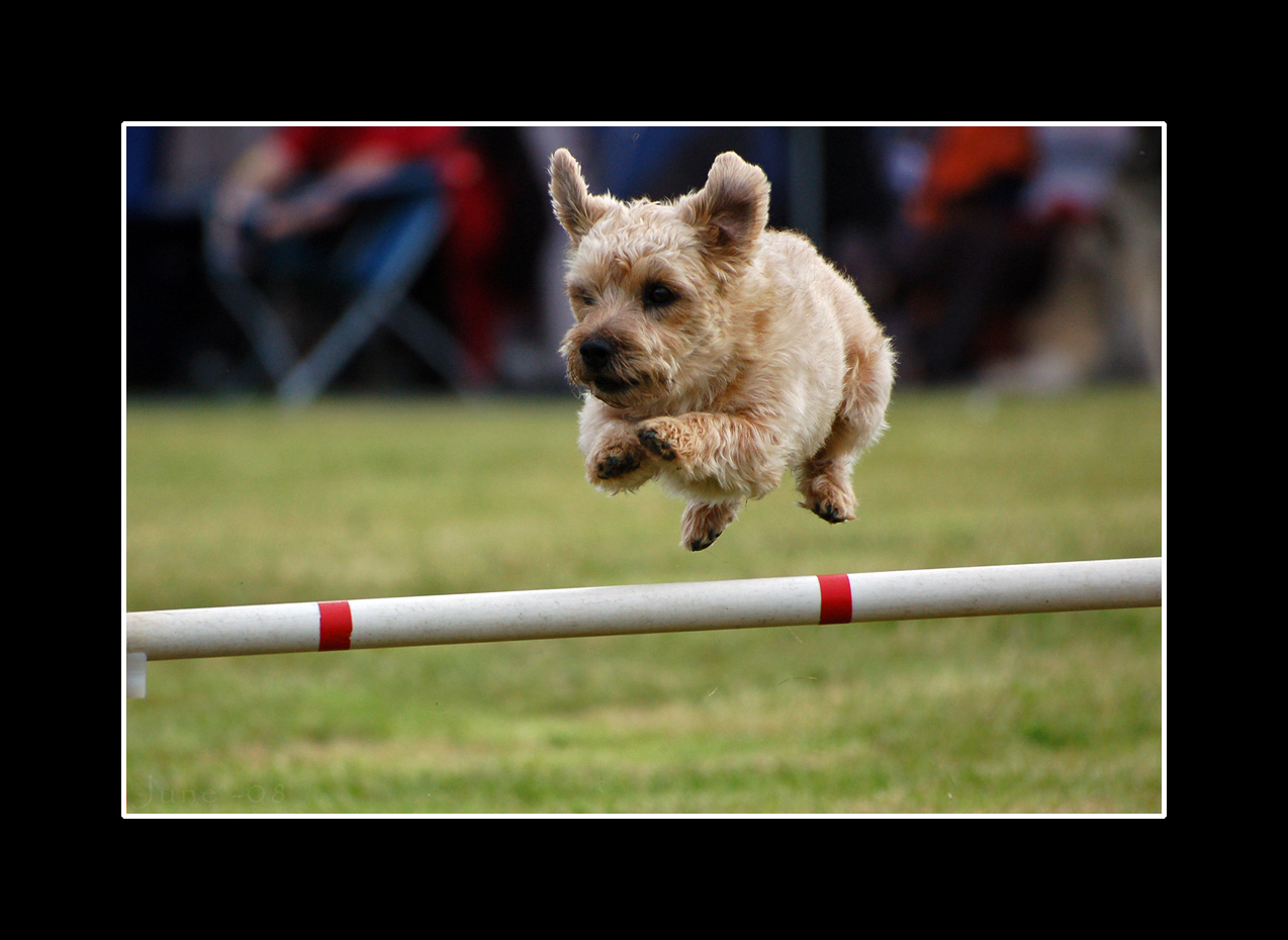 Glen Of Imaal Terrier