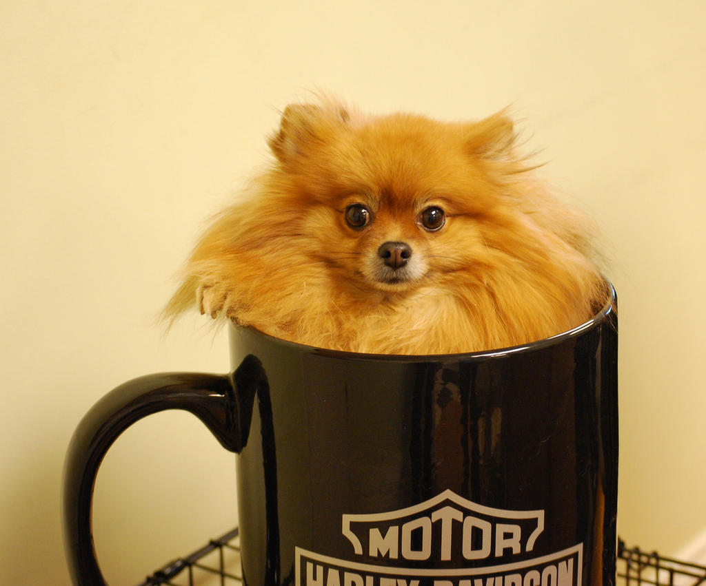 A Little Dog with my Coffee