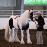 Gypsy Vanner Stallion