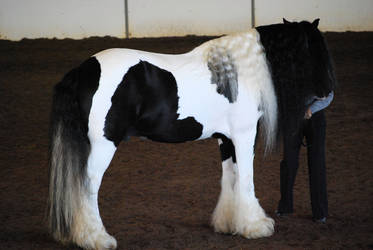 What a Mane and Tail!