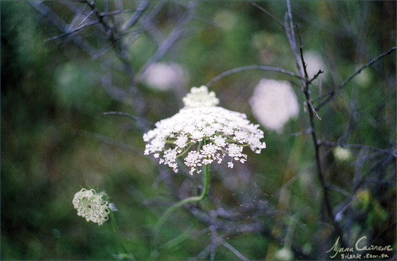 Cosmos of simple flowers 1