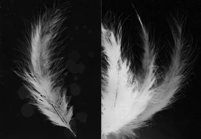 fotograms of feathers