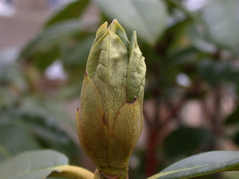 Flower Bud