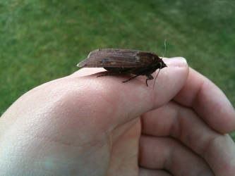 Army Worm Moth