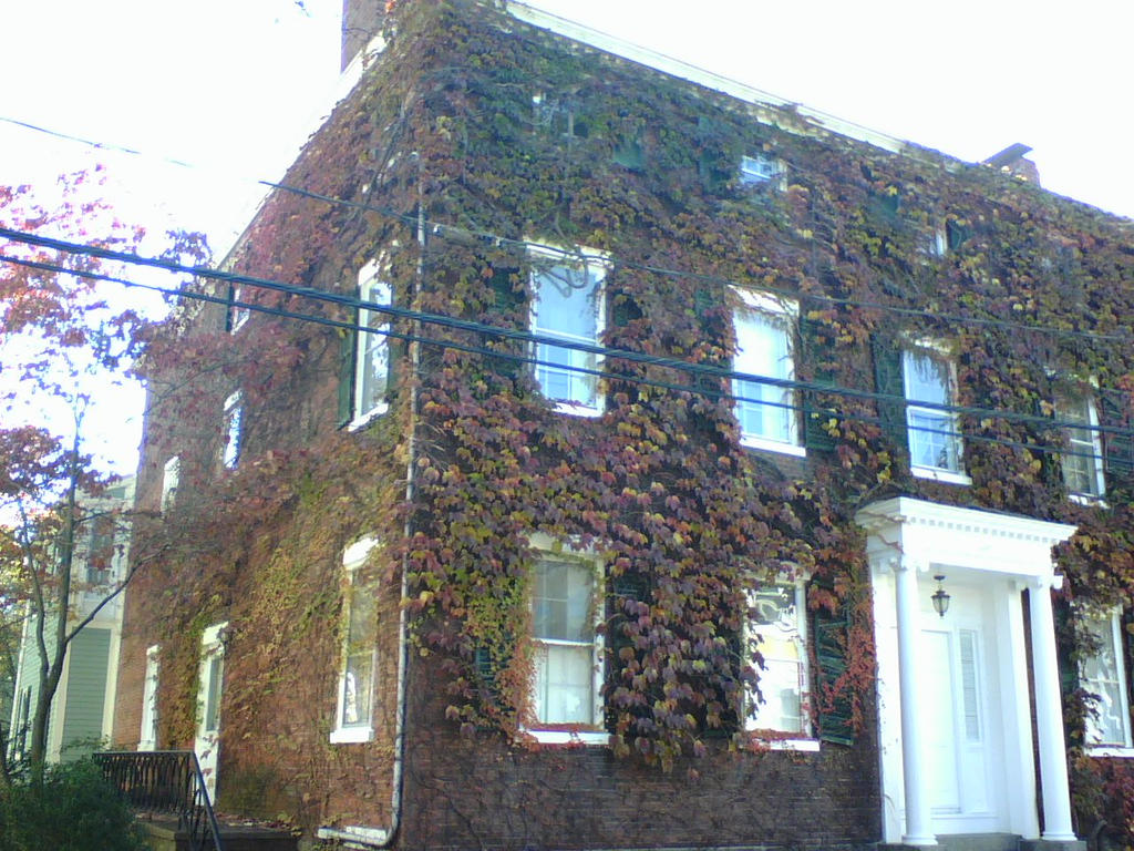 Ivy And Windowpanes