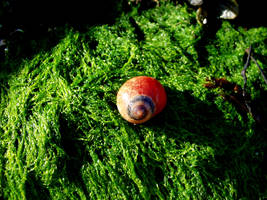Water Snail Shell