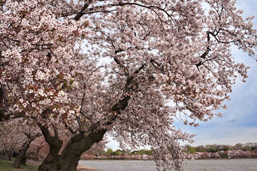 Washington DC Cherry Blossoms