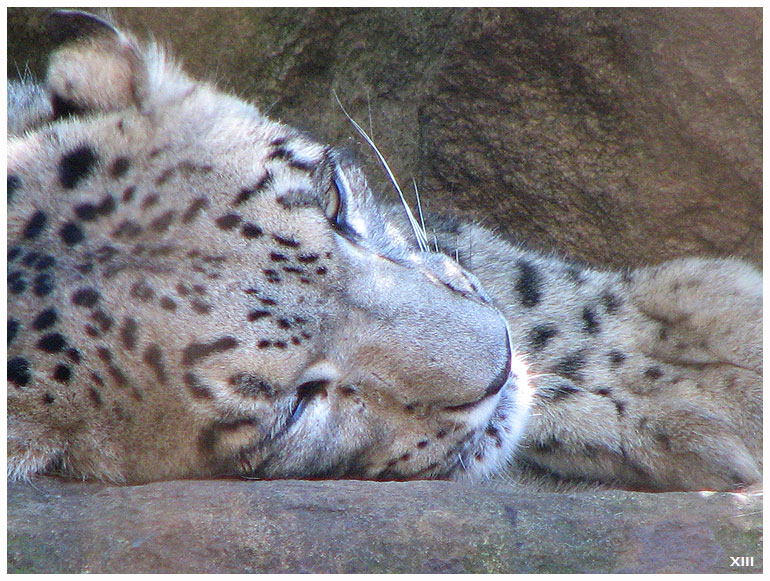 Snow Leopard