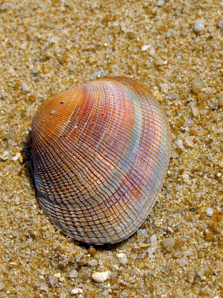 Raibow Shell Rainbow Shell by kalibrahim on DeviantArt