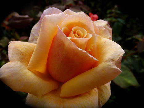 Orange Rose