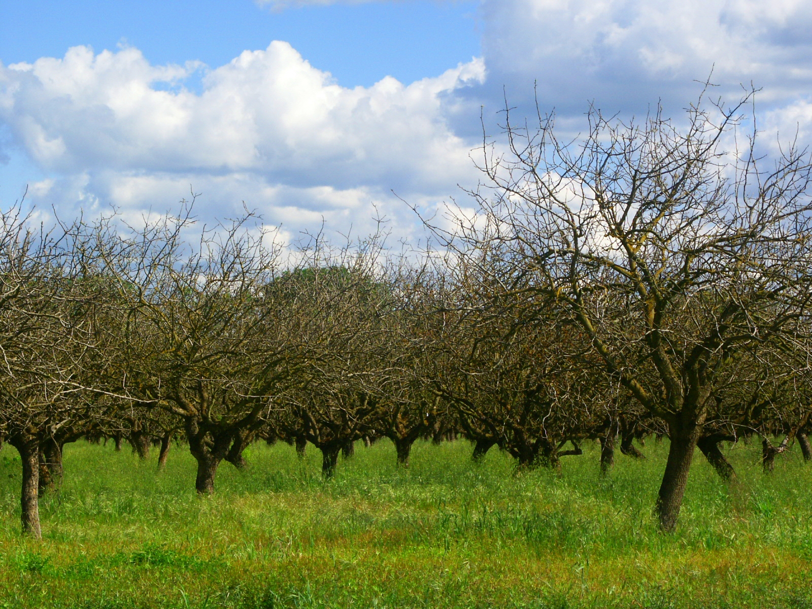 Orchards