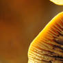 Mushroom-3