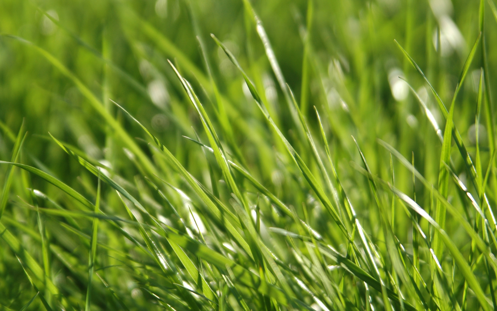 dimage Vista Grass 1 by dimage on DeviantArt dimage Vista Grass 1 by dimage on DeviantArt