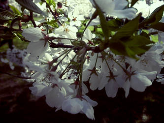 Cherry Blossoms 2