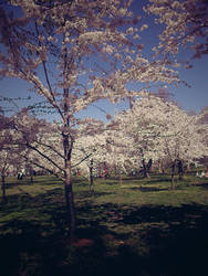 Cherry Tree