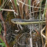 Garter snake