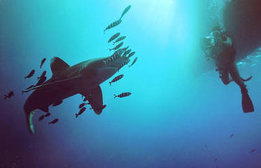 Oceanic whitetip shark