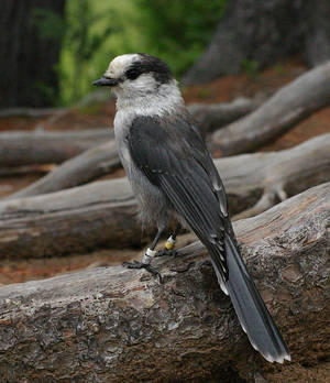 Gray Jay