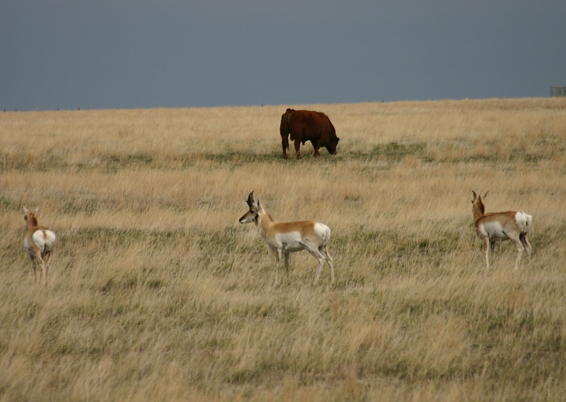 Pronghorn