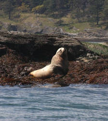 Steller's sea lion