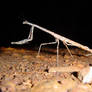 Praying mantis