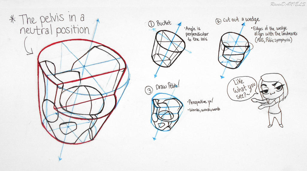 pelvis anatomy notes (proko) by RavenDANIELS on DeviantArt