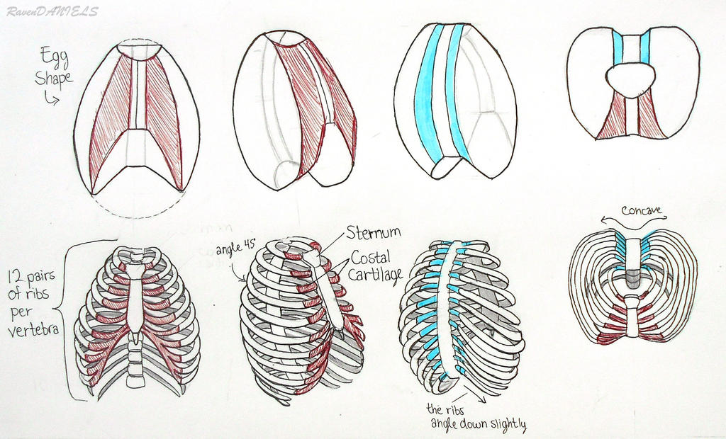 rib cage notes (proko) by RavenDANIELS on DeviantArt