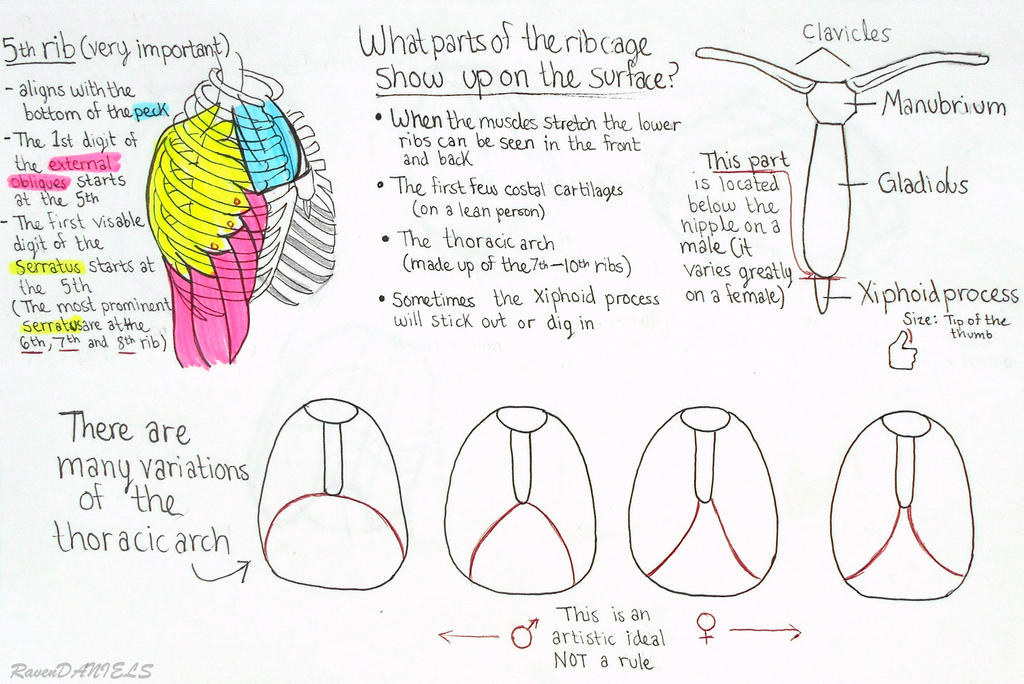 rib cage notes 2 (proko) by RavenDANIELS on DeviantArt