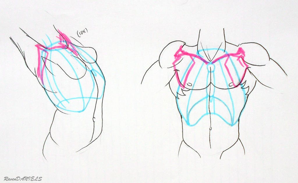 shoulder bone/ rib cage study 4 by RavenDANIELS on DeviantArt