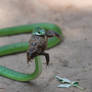 Green Snake