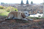 Lotte in pompeii by CapturedForInfinity