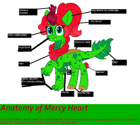 Anatomy of Mercy Heart