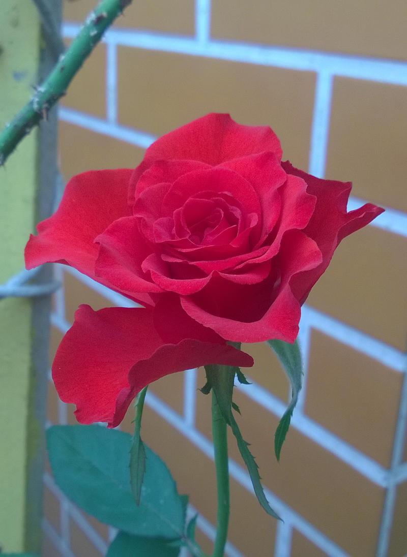 Red Rose