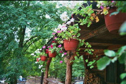 Flowers on the Roof