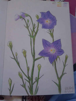 Balloon flowers 