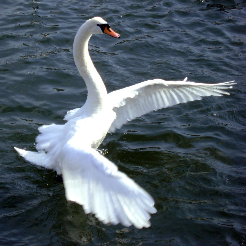 Swan wings :stock